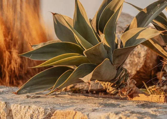 Aelo Mykonos Отель 4*